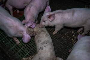 Andgar Piggery, Dublin SA (August 2025) - Captured at Andgar Piggery, Dublin SA Australia.