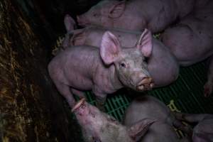Andgar Piggery, Dublin SA (August 2025) - Captured at Andgar Piggery, Dublin SA Australia.