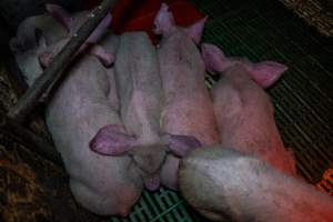 Andgar Piggery, Dublin SA (August 2025) - Captured at Andgar Piggery, Dublin SA Australia.