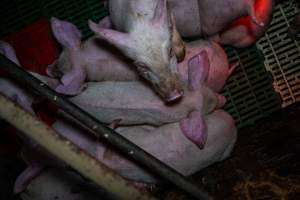 Andgar Piggery, Dublin SA (August 2025) - Captured at Andgar Piggery, Dublin SA Australia.