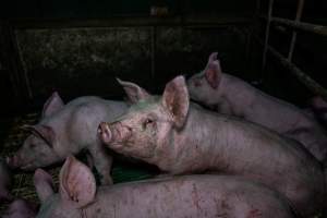 Andgar Piggery, Dublin SA (August 2025) - Captured at Andgar Piggery, Dublin SA Australia.