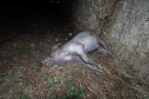 Andgar Piggery, Dublin SA (August 2025) - Captured at Andgar Piggery, Dublin SA Australia.