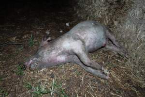 Andgar Piggery, Dublin SA (August 2025) - Captured at Andgar Piggery, Dublin SA Australia.