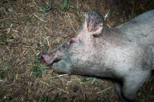 Andgar Piggery, Dublin SA (August 2025) - Captured at Andgar Piggery, Dublin SA Australia.