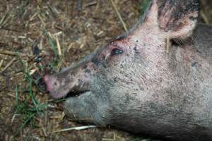 Andgar Piggery, Dublin SA (August 2025) - Captured at Andgar Piggery, Dublin SA Australia.