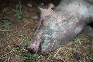 Andgar Piggery, Dublin SA (August 2025) - Captured at Andgar Piggery, Dublin SA Australia.
