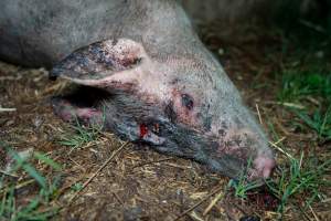 Andgar Piggery, Dublin SA (August 2025) - Captured at Andgar Piggery, Dublin SA Australia.