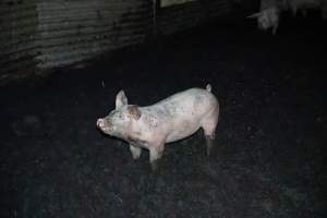 Andgar Piggery, Dublin SA (August 2025) - Captured at Andgar Piggery, Dublin SA Australia.