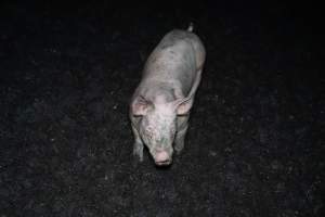 Andgar Piggery, Dublin SA (August 2025) - Captured at Andgar Piggery, Dublin SA Australia.