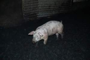 Andgar Piggery, Dublin SA (August 2025) - Captured at Andgar Piggery, Dublin SA Australia.