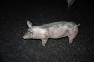 Andgar Piggery, Dublin SA (August 2025) - Captured at Andgar Piggery, Dublin SA Australia.