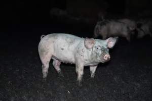 Andgar Piggery, Dublin SA (August 2025) - Captured at Andgar Piggery, Dublin SA Australia.