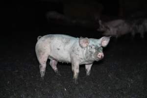 Andgar Piggery, Dublin SA (August 2025) - Captured at Andgar Piggery, Dublin SA Australia.