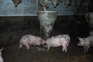 Andgar Piggery, Dublin SA (August 2025) - Captured at Andgar Piggery, Dublin SA Australia.