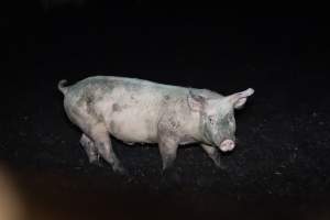 Andgar Piggery, Dublin SA (August 2025) - Captured at Andgar Piggery, Dublin SA Australia.