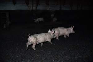 Andgar Piggery, Dublin SA (August 2025) - Captured at Andgar Piggery, Dublin SA Australia.