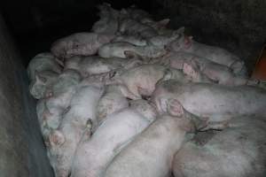 Andgar Piggery, Dublin SA (August 2025) - Captured at Andgar Piggery, Dublin SA Australia.