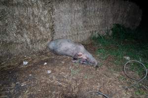 Andgar Piggery, Dublin SA (August 2025) - Captured at Andgar Piggery, Dublin SA Australia.