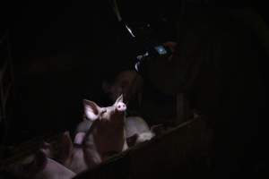 Andgar Piggery, Dublin SA (August 2025) - Captured at Andgar Piggery, Dublin SA Australia.