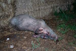 Andgar Piggery, Dublin SA (August 2025) - Captured at Andgar Piggery, Dublin SA Australia.