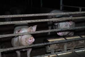 Finniss Park Piggery 2025 - Photos taken during an investigation into Finniss Park Piggery, the the flagship breeding unit for Andgar Proprietors. Anonymous investigators filmed mothers and their babies in farrowing crates as well as sows confined to sow stalls and housed in filthy group housing. - Captured at Finniss Park Piggery, Mannum SA Australia.