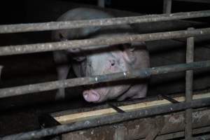Finniss Park Piggery 2025 - Photos taken during an investigation into Finniss Park Piggery, the the flagship breeding unit for Andgar Proprietors. Anonymous investigators filmed mothers and their babies in farrowing crates as well as sows confined to sow stalls and housed in filthy group housing. - Captured at Finniss Park Piggery, Mannum SA Australia.