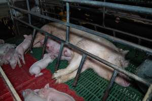 Finniss Park Piggery 2025 - Photos taken during an investigation into Finniss Park Piggery, the the flagship breeding unit for Andgar Proprietors. Anonymous investigators filmed mothers and their babies in farrowing crates as well as sows confined to sow stalls and housed in filthy group housing. - Captured at Finniss Park Piggery, Mannum SA Australia.