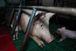 Finniss Park Piggery 2025 - Photos taken during an investigation into Finniss Park Piggery, the the flagship breeding unit for Andgar Proprietors. Anonymous investigators filmed mothers and their babies in farrowing crates as well as sows confined to sow stalls and housed in filthy group housing. - Captured at Finniss Park Piggery, Mannum SA Australia.