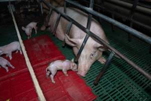 Finniss Park Piggery 2025 - Photos taken during an investigation into Finniss Park Piggery, the the flagship breeding unit for Andgar Proprietors. Anonymous investigators filmed mothers and their babies in farrowing crates as well as sows confined to sow stalls and housed in filthy group housing. - Captured at Finniss Park Piggery, Mannum SA Australia.