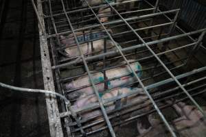 Finniss Park Piggery 2025 - Photos taken during an investigation into Finniss Park Piggery, the the flagship breeding unit for Andgar Proprietors. Anonymous investigators filmed mothers and their babies in farrowing crates as well as sows confined to sow stalls and housed in filthy group housing. - Captured at Finniss Park Piggery, Mannum SA Australia.