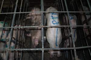 Finniss Park Piggery 2025 - Photos taken during an investigation into Finniss Park Piggery, the the flagship breeding unit for Andgar Proprietors. Anonymous investigators filmed mothers and their babies in farrowing crates as well as sows confined to sow stalls and housed in filthy group housing. - Captured at Finniss Park Piggery, Mannum SA Australia.