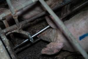 Finniss Park Piggery 2025 - Photos taken during an investigation into Finniss Park Piggery, the the flagship breeding unit for Andgar Proprietors. Anonymous investigators filmed mothers and their babies in farrowing crates as well as sows confined to sow stalls and housed in filthy group housing. - Captured at Finniss Park Piggery, Mannum SA Australia.