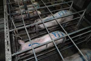 Finniss Park Piggery 2025 - Photos taken during an investigation into Finniss Park Piggery, the the flagship breeding unit for Andgar Proprietors. Anonymous investigators filmed mothers and their babies in farrowing crates as well as sows confined to sow stalls and housed in filthy group housing. - Captured at Finniss Park Piggery, Mannum SA Australia.