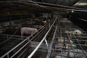 Finniss Park Piggery 2025 - Photos taken during an investigation into Finniss Park Piggery, the the flagship breeding unit for Andgar Proprietors. Anonymous investigators filmed mothers and their babies in farrowing crates as well as sows confined to sow stalls and housed in filthy group housing. - Captured at Finniss Park Piggery, Mannum SA Australia.