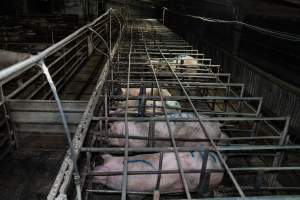 Finniss Park Piggery 2025 - Photos taken during an investigation into Finniss Park Piggery, the the flagship breeding unit for Andgar Proprietors. Anonymous investigators filmed mothers and their babies in farrowing crates as well as sows confined to sow stalls and housed in filthy group housing. - Captured at Finniss Park Piggery, Mannum SA Australia.