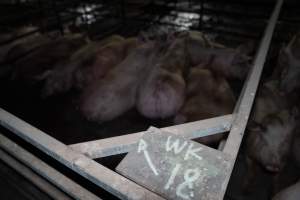 Finniss Park Piggery 2025 - Photos taken during an investigation into Finniss Park Piggery, the the flagship breeding unit for Andgar Proprietors. Anonymous investigators filmed mothers and their babies in farrowing crates as well as sows confined to sow stalls and housed in filthy group housing. - Captured at Finniss Park Piggery, Mannum SA Australia.