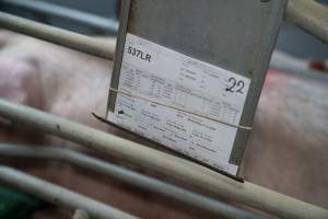 Finniss Park Piggery 2025 - Photos taken during an investigation into Finniss Park Piggery, the the flagship breeding unit for Andgar Proprietors. Anonymous investigators filmed mothers and their babies in farrowing crates as well as sows confined to sow stalls and housed in filthy group housing. - Captured at Finniss Park Piggery, Mannum SA Australia.