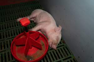 Finniss Park Piggery 2025 - Photos taken during an investigation into Finniss Park Piggery, the the flagship breeding unit for Andgar Proprietors. Anonymous investigators filmed mothers and their babies in farrowing crates as well as sows confined to sow stalls and housed in filthy group housing. - Captured at Finniss Park Piggery, Mannum SA Australia.