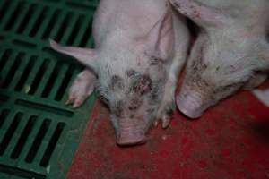 Finniss Park Piggery 2025 - Photos taken during an investigation into Finniss Park Piggery, the the flagship breeding unit for Andgar Proprietors. Anonymous investigators filmed mothers and their babies in farrowing crates as well as sows confined to sow stalls and housed in filthy group housing. - Captured at Finniss Park Piggery, Mannum SA Australia.