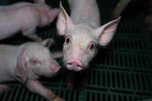 Finniss Park Piggery 2025 - Photos taken during an investigation into Finniss Park Piggery, the the flagship breeding unit for Andgar Proprietors. Anonymous investigators filmed mothers and their babies in farrowing crates as well as sows confined to sow stalls and housed in filthy group housing. - Captured at Finniss Park Piggery, Mannum SA Australia.