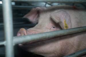 Finniss Park Piggery 2025 - Photos taken during an investigation into Finniss Park Piggery, the the flagship breeding unit for Andgar Proprietors. Anonymous investigators filmed mothers and their babies in farrowing crates as well as sows confined to sow stalls and housed in filthy group housing. - Captured at Finniss Park Piggery, Mannum SA Australia.