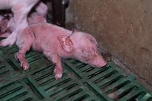 Newborn piglet struggles to stay alive - Captured at Brownlow Piggery - Breeder Site, Brownlow SA Australia.