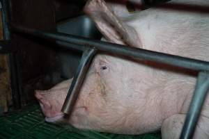 Side of sow's face, lying down in farrowing crate - Captured at Brownlow Piggery - Breeder Site, Brownlow SA Australia.