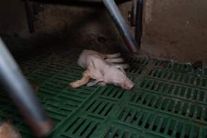 Dead piglet in farrowing crate - Captured at Brownlow Piggery - Breeder Site, Brownlow SA Australia.