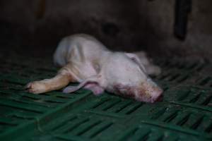 Dead piglet in farrowing crate - Captured at Brownlow Piggery - Breeder Site, Brownlow SA Australia.