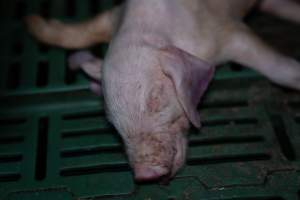 Dead piglet in farrowing crate - Captured at Brownlow Piggery - Breeder Site, Brownlow SA Australia.