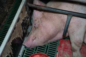 Sow lying down in farrowing crate - Captured at Brownlow Piggery - Breeder Site, Brownlow SA Australia.