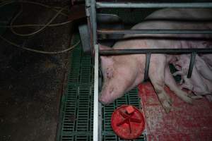 Sow lying down in farrowing crate, nursing piglets - Captured at Brownlow Piggery - Breeder Site, Brownlow SA Australia.
