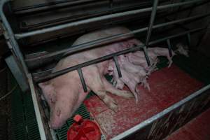 Sow lying down in farrowing crate, nursing piglets - Captured at Brownlow Piggery - Breeder Site, Brownlow SA Australia.