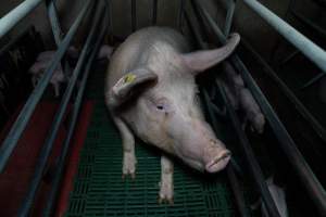 Sow in farrowing crate - Captured at Brownlow Piggery - Breeder Site, Brownlow SA Australia.